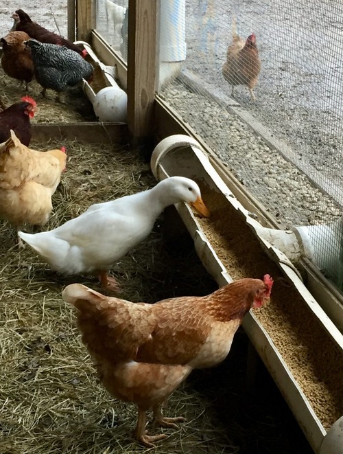 ducks-and-chickens